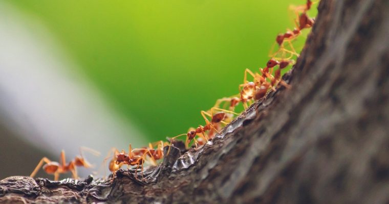 Ants, Saving, and the Promises of God for Missionary Finances