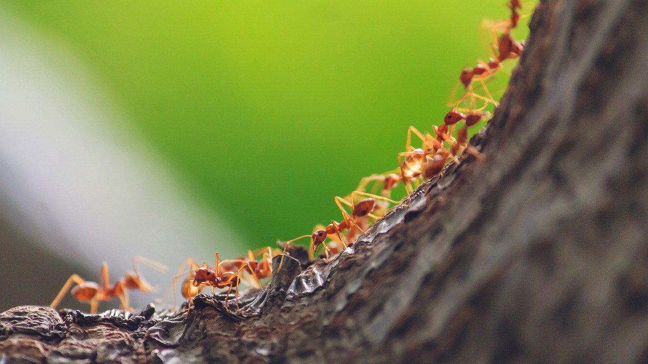 Ants, Saving, and the Promises of God for Missionary Finances